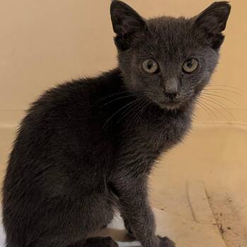 Cartman -  Domestic Short Hair Cat for Adoption in Philadelphia, Pennsylvania - Cartman | PetCurious