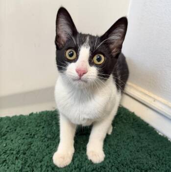 Kelpie -  Domestic Short Hair Cat for Adoption in Sonora, California - Kelpie | PetCurious
