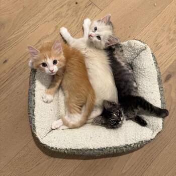 Alloy -  Domestic Short Hair Cat for Adoption in Los Angeles, California - Alloy | PetCurious