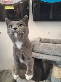 Rescue Domestic Short Hair Cats for Adoption in Roosevelt, Utah - Ami | PetCurious