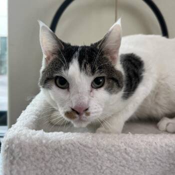 Domestic Short Hair Cats Available for Adoption - Tinman | PetCurious