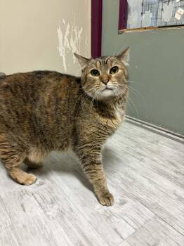 Domestic Short Hair Cats Available for Adoption in Moscow, Idaho - Diana Wynne Jones | PetCurious