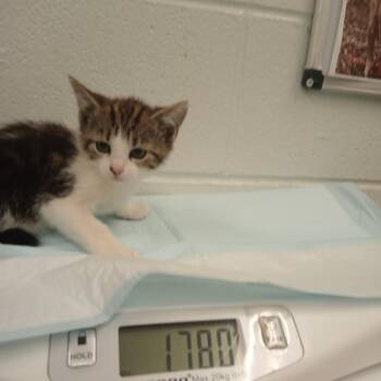 Gina -  Domestic Short Hair Cat for Adoption in Chattanooga, Tennessee - Gina | PetCurious