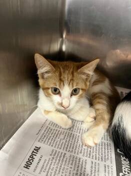 Celeste -  Domestic Short Hair Cat for Adoption in Hopkinsville, Kentucky - Celeste | PetCurious