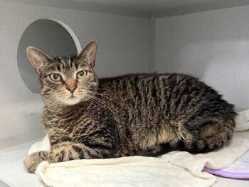 Beau -  Domestic Short Hair Cat for Adoption in New York, New York - Beau | PetCurious