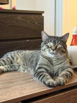 Paul -  Domestic Short Hair Cat for Adoption in Montreal, Quebec - Paul | PetCurious