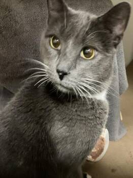 Domestic Short Hair Cats Available for Adoption in Boston, Massachusetts - GIDEON | PetCurious