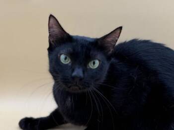Lily -  Domestic Short Hair Cat for Adoption in Portland, Oregon - Lily | PetCurious
