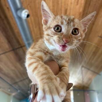 Cheeto -  Domestic Short Hair Cat Available for Adoption in Leander, Texas - Cheeto | PetCurious