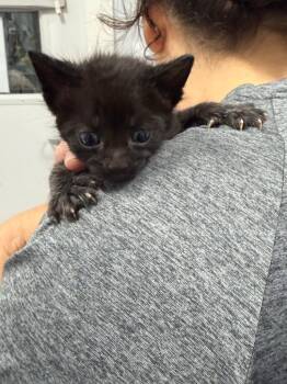 Cubby -  Domestic Short Hair Cat for Adoption in Denham Springs, Louisiana - Cubby | PetCurious