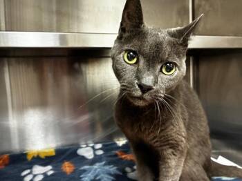 PETER PAN -  Domestic Short Hair Cat for Adoption in Fort Lauderdale, Florida - PETER PAN | PetCurious