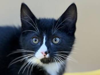 Mater -  Domestic Short Hair Cat for Adoption in Portland, Oregon - Mater | PetCurious