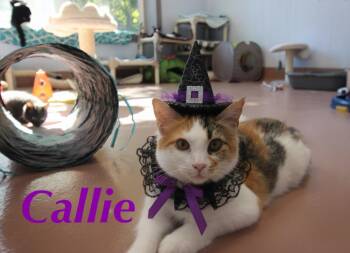Rescue Calico Cats for Adoption in Prince Frederick, Maryland - Callie | PetCurious