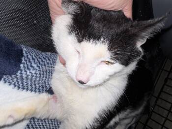 Domestic Short Hair Cats Available for Adoption in North Haledon, New Jersey - Ares | PetCurious