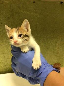 BEVERLY -  Domestic Short Hair Cat for Adoption in Riverside, California - BEVERLY | PetCurious