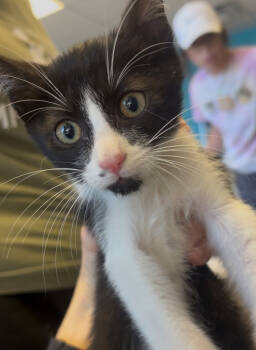 Rescue Domestic Short Hair Cats for Adoption in Albuquerque, New Mexico - Loafers | PetCurious