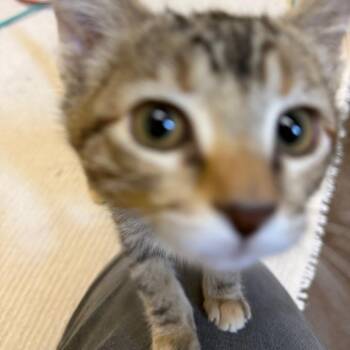 Seraphina -  Domestic Short Hair Cat for Adoption in Flagstaff, Arizona - Seraphina | PetCurious