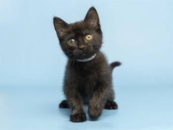 Domestic Short Hair Cats Available for Adoption in Phoenix, Arizona - PENELOPE | PetCurious