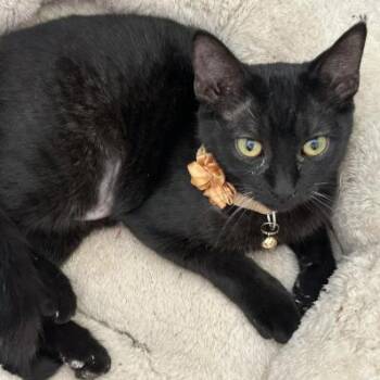 Purralita -  Domestic Short Hair Cat Available for Adoption in NEW PT RICHEY, Florida - Purralita | PetCurious