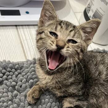 Franklin -  American Shorthair Cat for Adoption in Oceanside, New York - Franklin | PetCurious