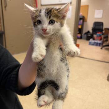 Liam -  Domestic Short Hair Cat for Adoption in Birmingham, Alabama - Liam | PetCurious