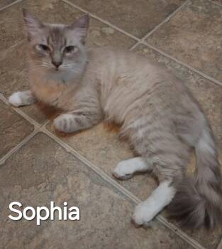 Sophia -  Siamese Cat for Adoption in San Jacinto, California - Sophia | PetCurious