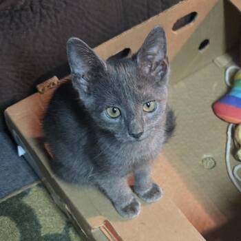 Slim -  American Shorthair Cat Available for Adoption in Park Row, Texas - Slim | PetCurious