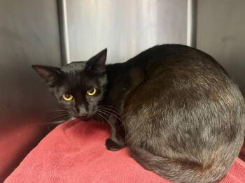 BLACKIE -  Domestic Medium Hair Cat for Adoption in Santa Cruz, California - BLACKIE | PetCurious