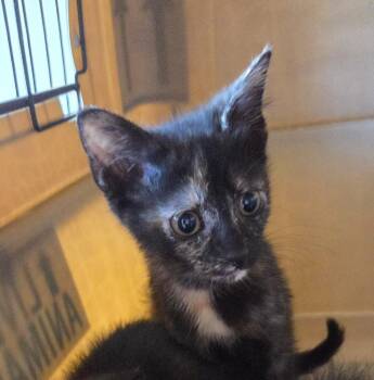 Isabella -  Domestic Short Hair Cat for Adoption in Bossier City, Louisiana - Isabella | PetCurious