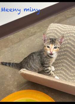 Meeny Miny -  Domestic Short Hair Cat Available for Adoption in Port Lavaca, Texas - Meeny Miny | PetCurious
