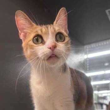 Domestic Short Hair Cats Available for Adoption in Palm Harbor, Florida - Aurendel | PetCurious
