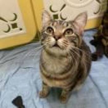 Macy -  Domestic Short Hair Cat for Adoption in Lynchburg, Virginia - Macy | PetCurious