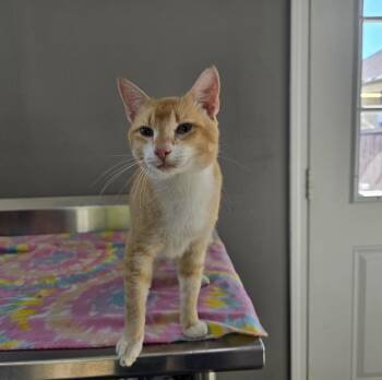 Quinton B Squinton -  Domestic Short Hair Cat for Adoption in Dickson, Tennessee - Quinton B Squinton | PetCurious