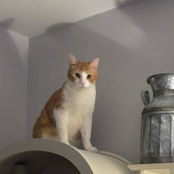 Chase -  Domestic Short Hair Cat Available for Adoption in Houston, Texas - Chase | PetCurious