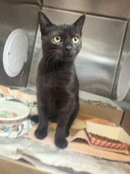 JACK -  Domestic Short Hair Cat for Adoption in San Jose, California - JACK | PetCurious