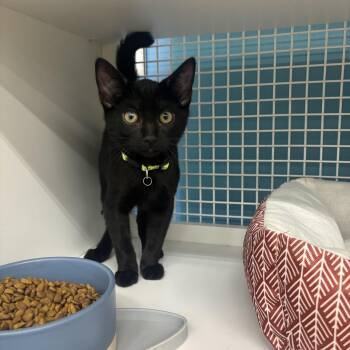 Domestic Short Hair Cats Available for Adoption in Statesboro, Georgia - Chip | PetCurious