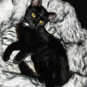 Francine -  Domestic Short Hair Cat for Adoption in Fredericksburg, Virginia - Francine | PetCurious