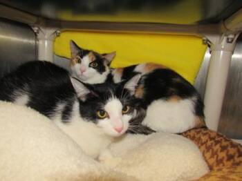 Shannon -  Domestic Short Hair Cat for Adoption in Munster, Indiana - Shannon | PetCurious
