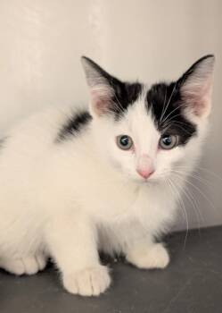 Rescue Domestic Short Hair Cats for Adoption in Waupun, Wisconsin - Falcon | PetCurious