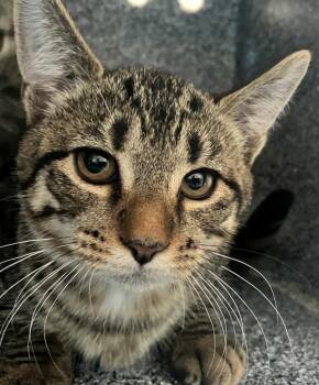 Domestic Short Hair Cats Available for Adoption - Sophia | PetCurious