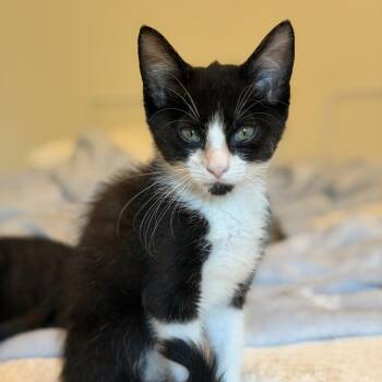 Oopy Goopy -  Domestic Short Hair Cat for Adoption in Bentonville, Arkansas - Oopy Goopy | PetCurious