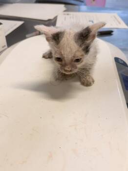 Aqua Lad -  Domestic Short Hair Cat for Adoption in Mobile, Alabama - Aqua Lad | PetCurious