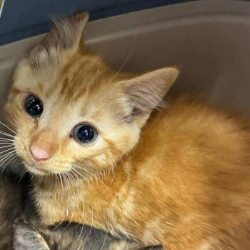 Wave -  Domestic Short Hair Cat for Adoption in Windsor, Virginia - Wave | PetCurious