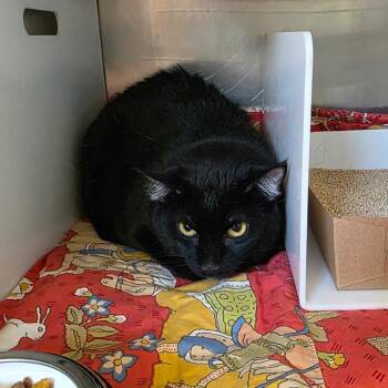 Katherine -  Domestic Short Hair Cat for Adoption in Eureka Springs, Arkansas - Katherine | PetCurious