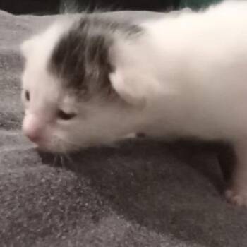 Domestic Short Hair Cats Available for Adoption - Peaches C10368 | PetCurious