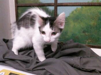 BISCUIT -  Domestic Short Hair Cat for Adoption in Houston, Texas - BISCUIT | PetCurious