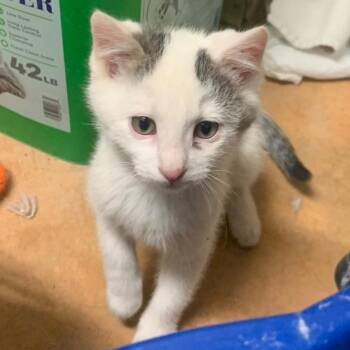 Domestic Short Hair Cats Available for Adoption in Thayne, Wyoming - Ranger | PetCurious