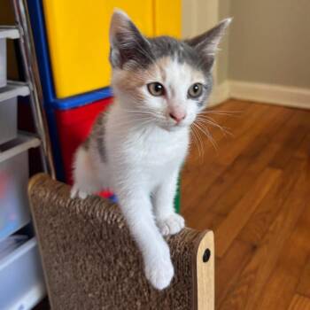 Domestic Short Hair Cats Available for Adoption in Tallahassee, Florida - Katarra Park (TN) | PetCurious