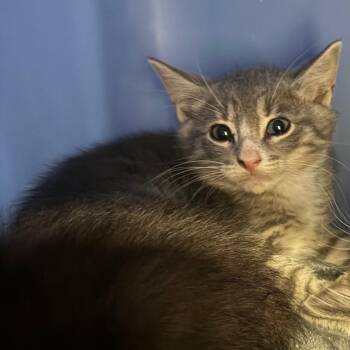 Tabasco-C -  Domestic Short Hair Cat for Adoption in East St. Louis, Illinois - Tabasco-C | PetCurious