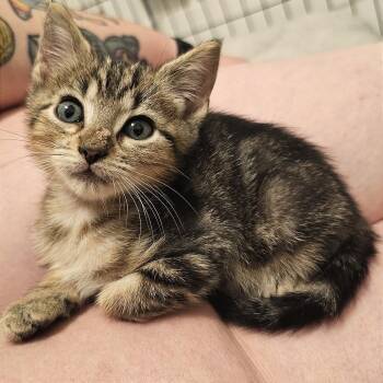 Halson -  Domestic Short Hair Cat for Adoption in Webster, Texas - Halson | PetCurious
